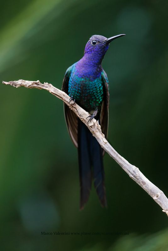 Swallow-tailed Hummingbird - Eupetomena macroura