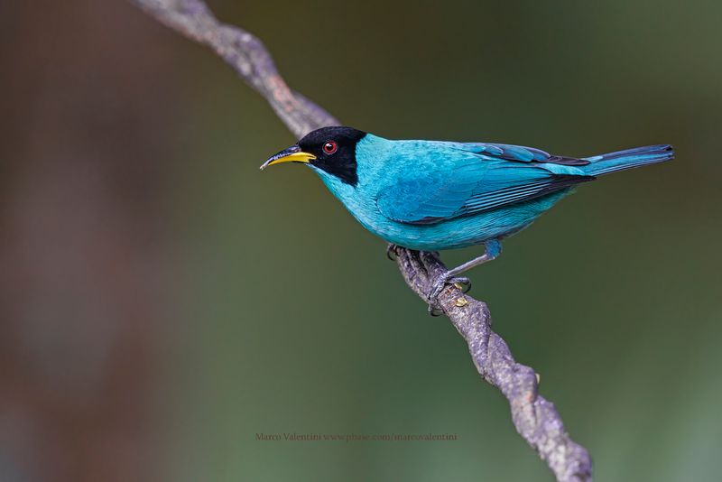 Green Honeycreeper - Chlorophanes spiza