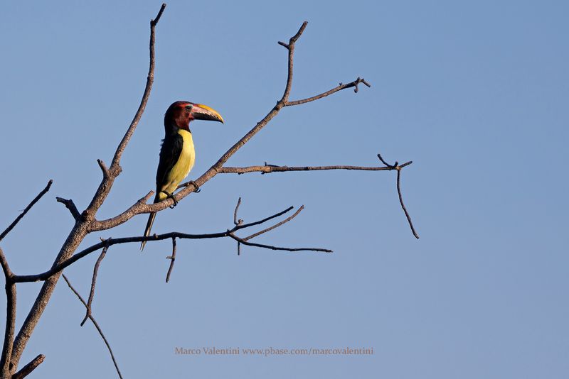 Green Aracari - Pteroglossus viridis