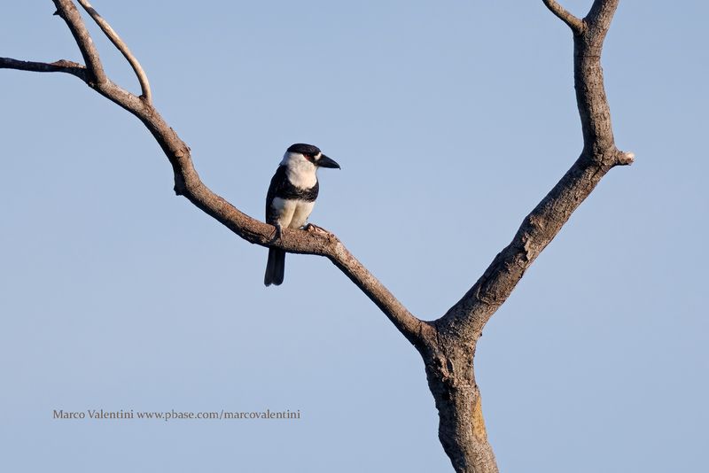 Guianan Puffbird - Notharchus macrorhynchos