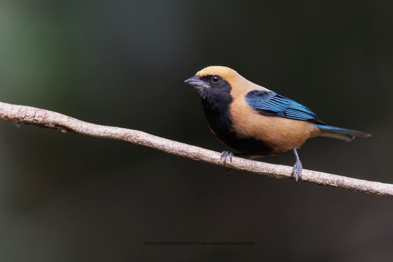 Burnished-buff Tanager - Stilpnia cayana