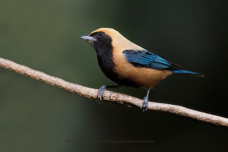 Burnished-buff Tanager - Stilpnia cayana