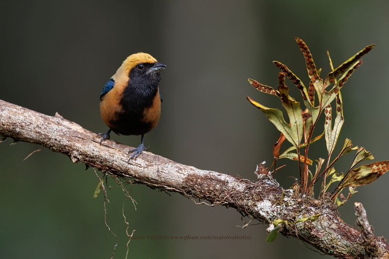 Burnished-buff Tanager - Stilpnia cayana