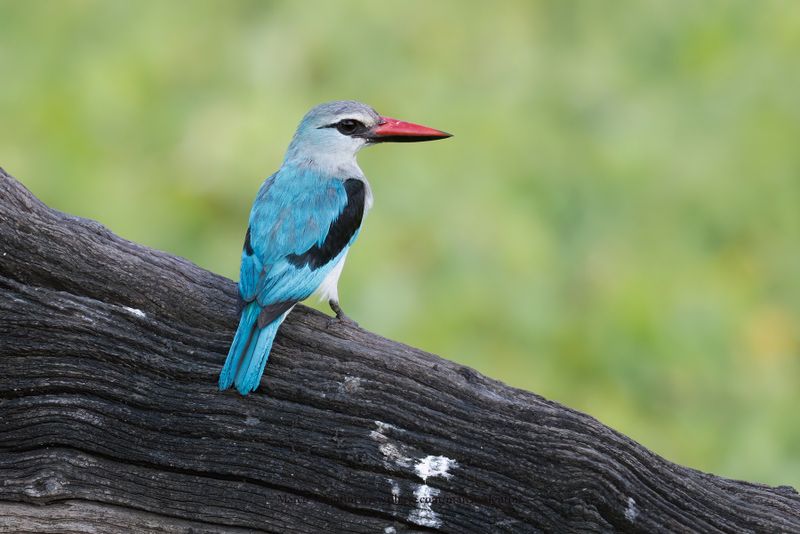 Woodland Kingfisher - Halcyon senegalensis