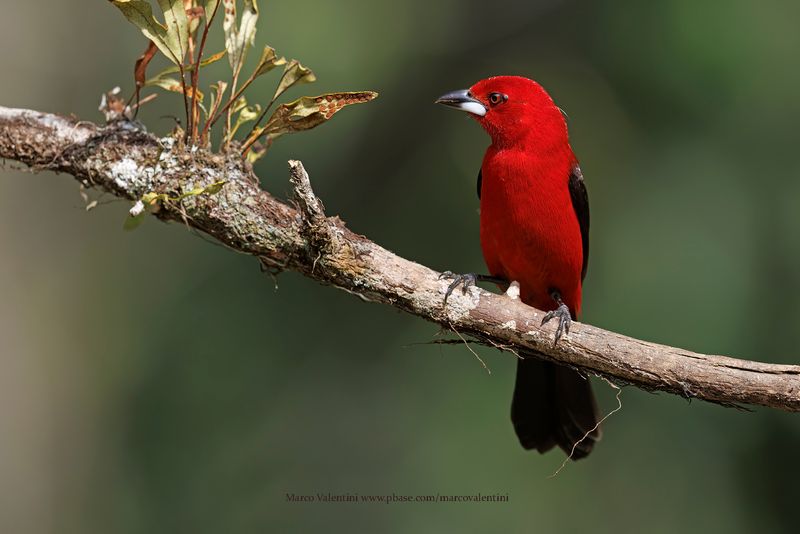 Brazilian Tanager - Ramphocelus bresilius