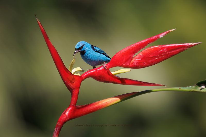Blue Dacnis - Dacnis cayana