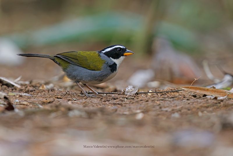 Half-collared Sparrow - Arremon semitorquatus