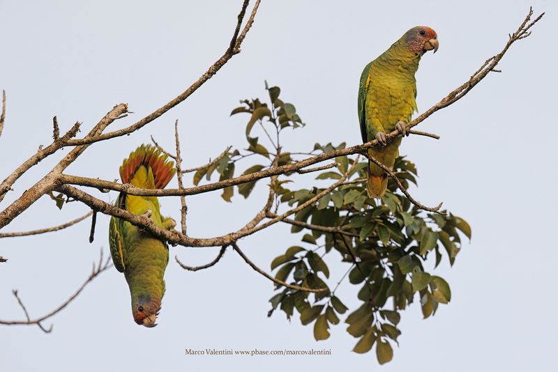 Red-tailed Parrot - Amazona brasiliensis