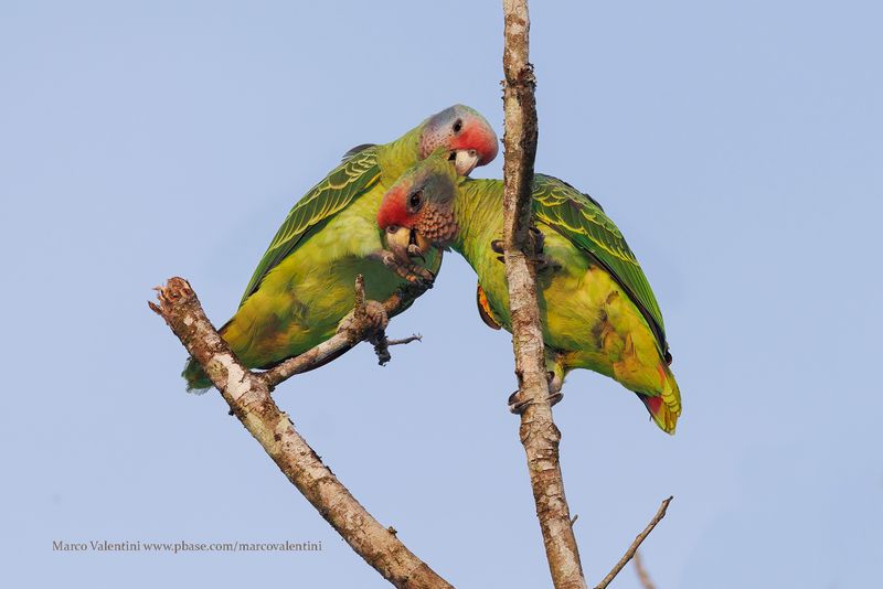Red-tailed Parrot - Amazona brasiliensis