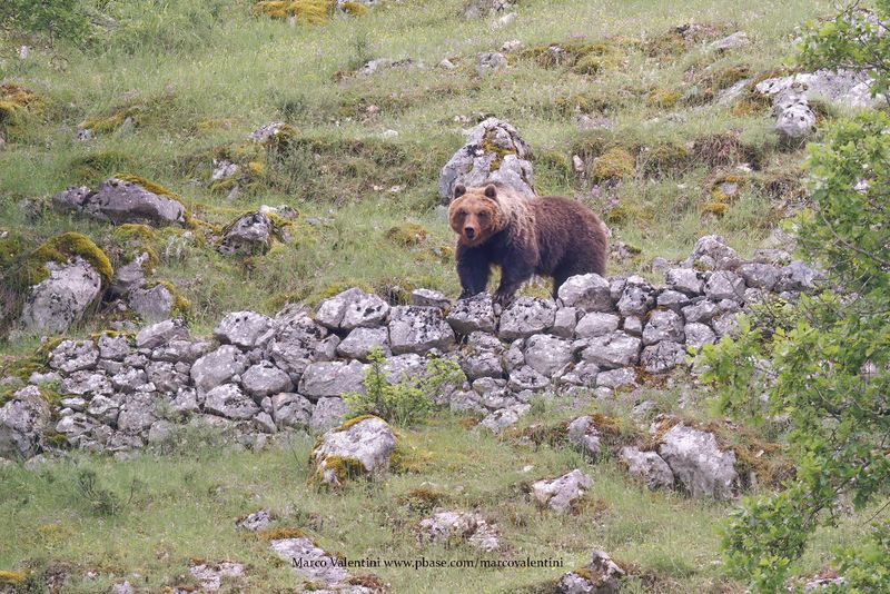 Brown bear - Ursus arctos
