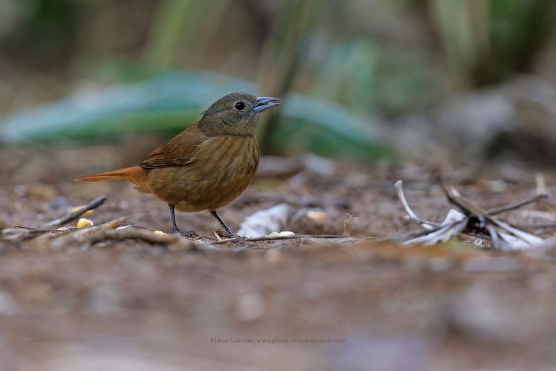 Ruby-crowned tanager - Trachyphonus coronatus