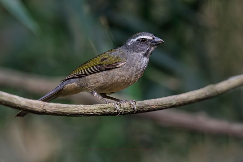 Green-winged Saltator - Saltator similis