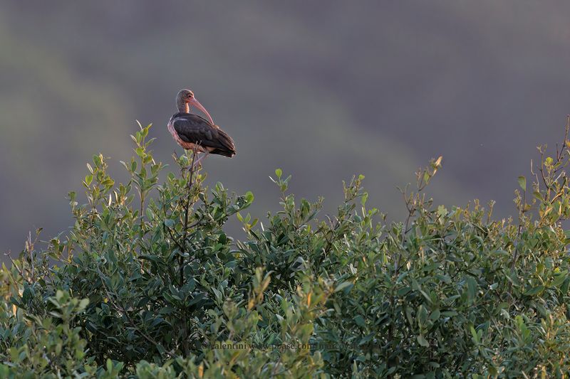 Scarlet Ibis  - Eudocimus ruber