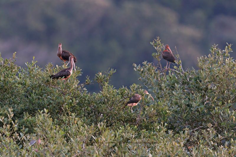 Scarlet Ibis  - Eudocimus ruber