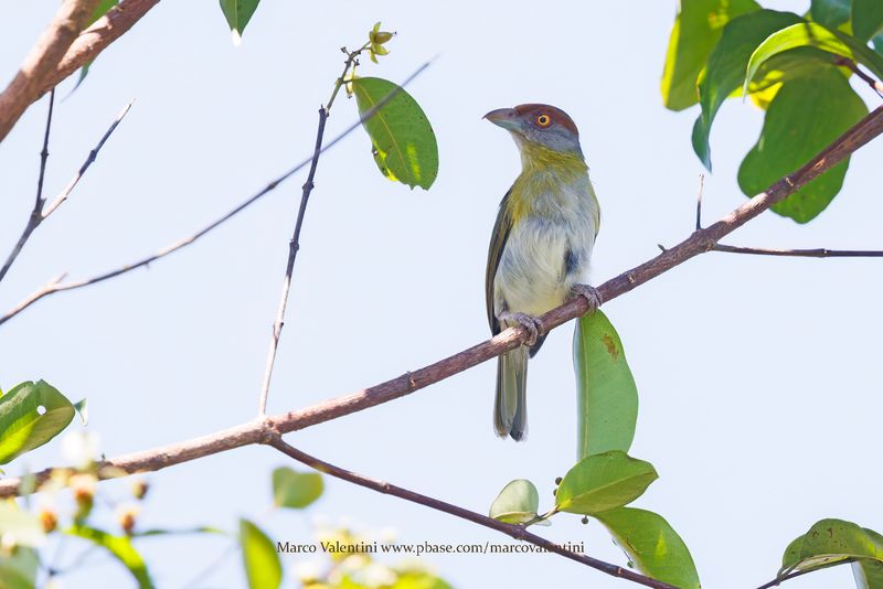 Rufous-browed Peppershrike - Cyclarhis gujanensis