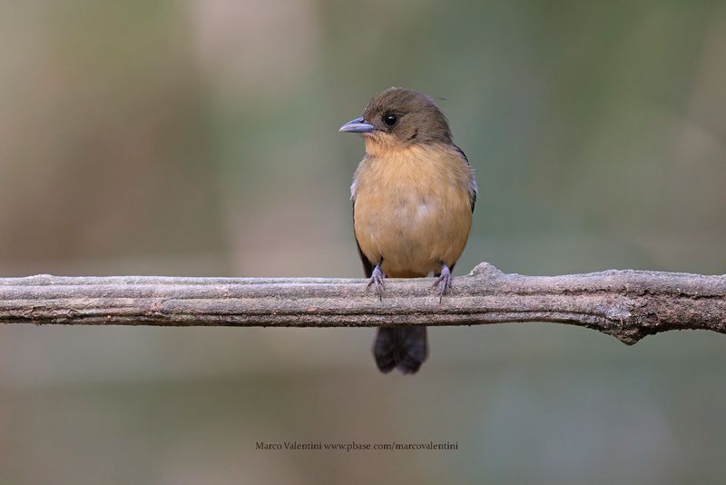 Black-goggled Tanager - Trichothraupis melanopis