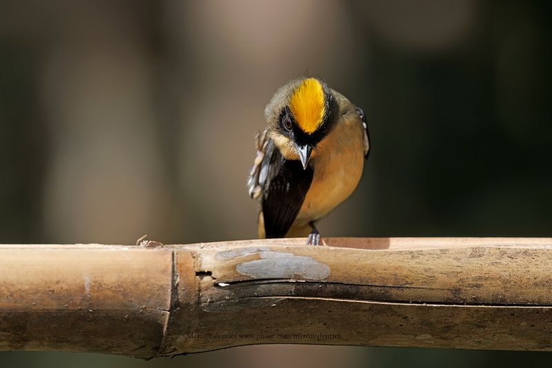 Black-goggled Tanager - Trichothraupis melanopis