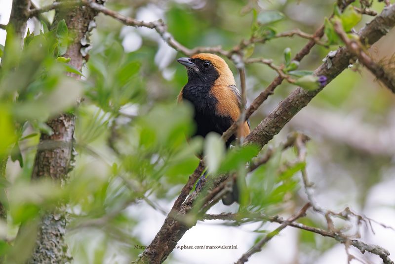 Burnished-buff Tanager - Stilpnia cayana