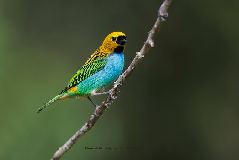 Gilt-edged Tanager - Tangara cyanoventris