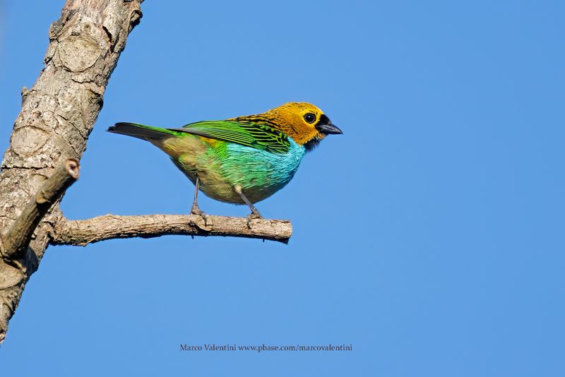 Gilt-edged Tanager - Tangara cyanoventris