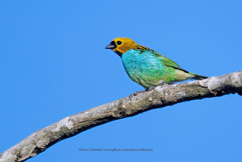 Gilt-edged Tanager - Tangara cyanoventris