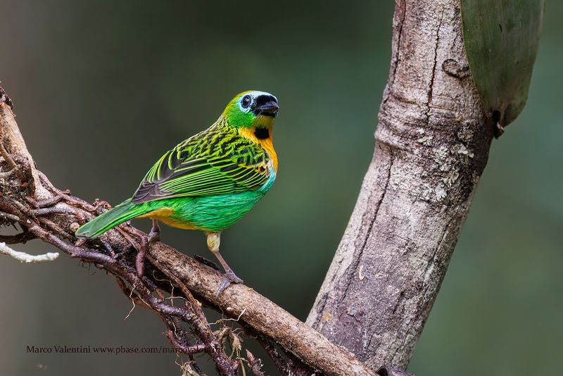 Brass-breasted Tanager - Tangara desmaresti