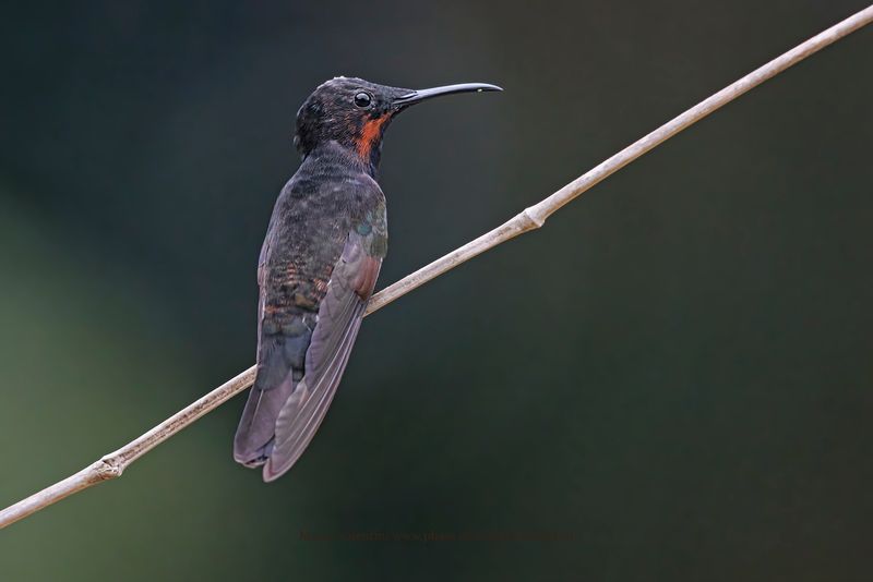 Black Jacobin - Florisuga fusca