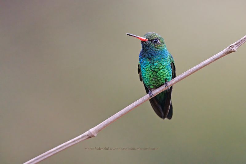 Glittering-bellied Emerald - Chlorostilbon lucidus