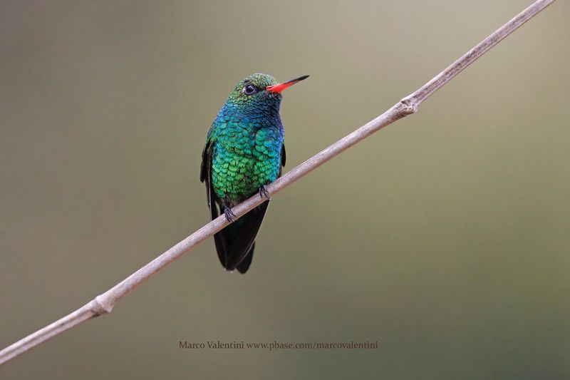 Glittering-bellied Emerald - Chlorostilbon lucidus