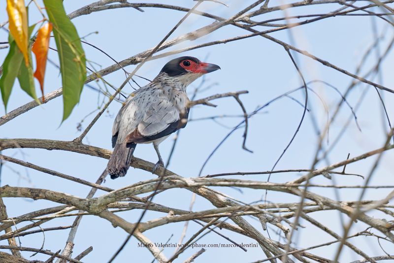 Black-tailed Tityra - Tityra cayana