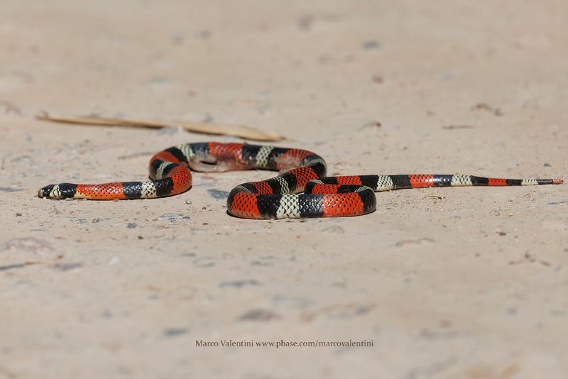 Erythrolamprus aesculapii