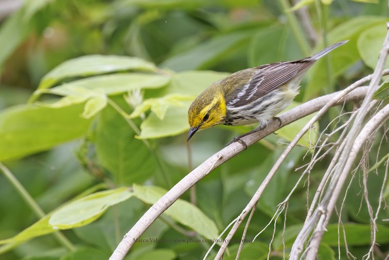 Black-throated Green Warbler - Setophaga virens