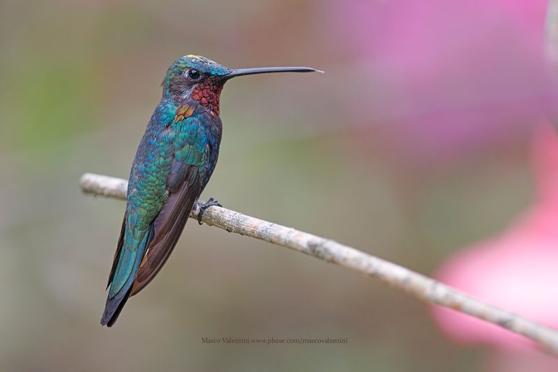 Stripe-breasted Starthroat - Heliomaster squamosus