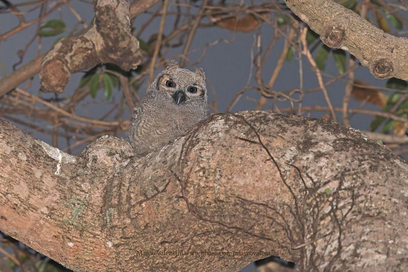 Great-horned Owl - Bubo virginianus
