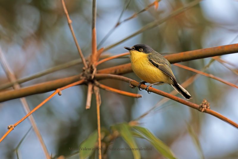 Common Tody-Flycatcher - Todirostrum cinereum