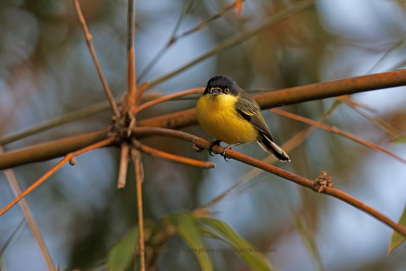 Common Tody-Flycatcher - Todirostrum cinereum