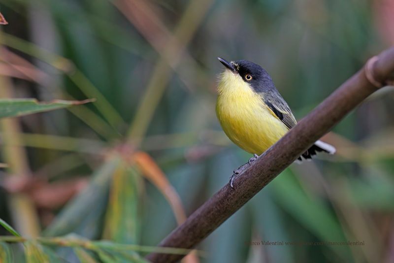Common Tody-Flycatcher - Todirostrum cinereum