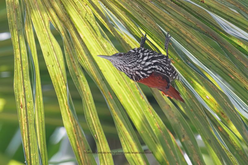 Point-tailed Palmcreeper - Berlepschia rikeri