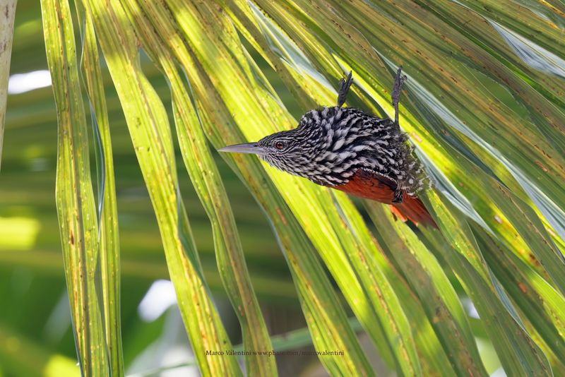 Point-tailed Palmcreeper - Berlepschia rikeri