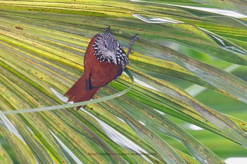 Point-tailed Palmcreeper - Berlepschia rikeri