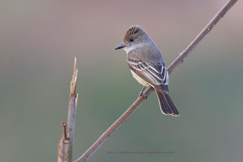 Brown-crested Flycatcher - Myiarchus tyrannulus