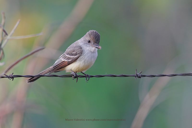 Brown-crested Flycatcher - Myiarchus tyrannulus
