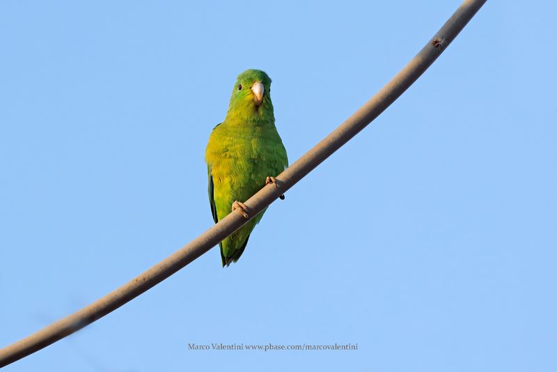 Cobalt-rumped Parrotlet - Forpus xanthopterygius