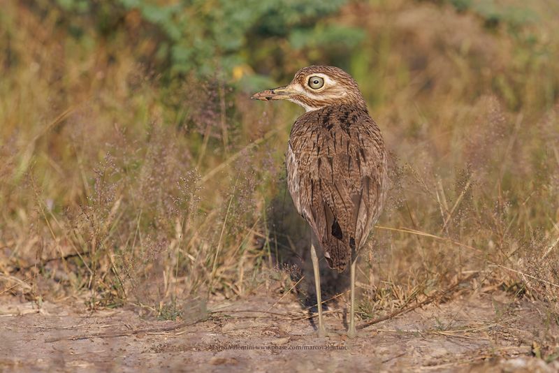 Water Dikkop - Burhinus vermiculatus