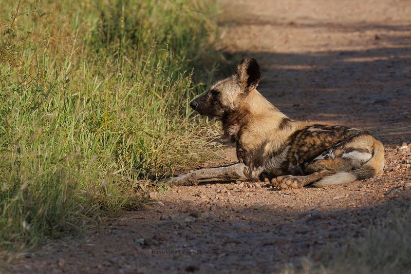 African Wild Dog - Lycaon pictus