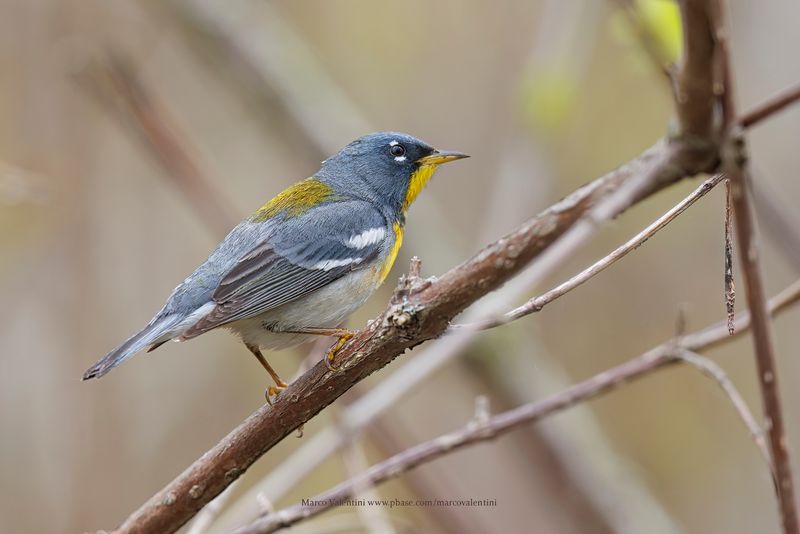 Northern parula - Setophaga americana