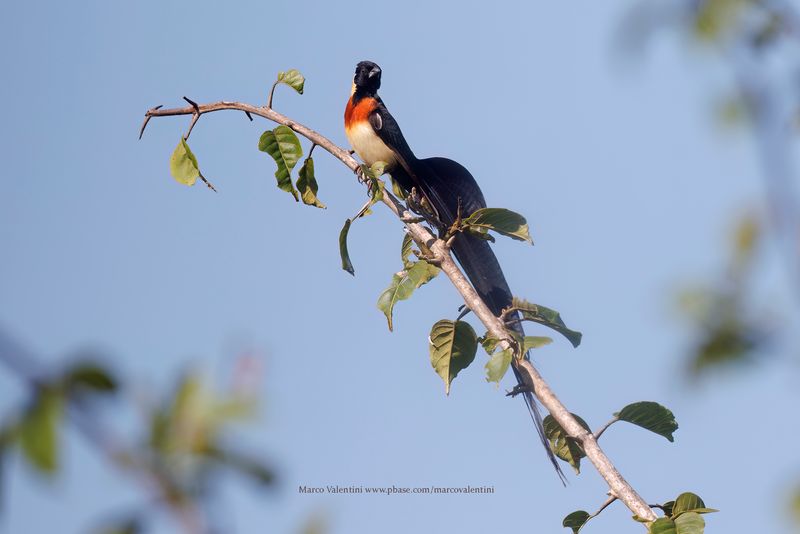 Long-tailed Paradise-whydah - Vidua paradisea
