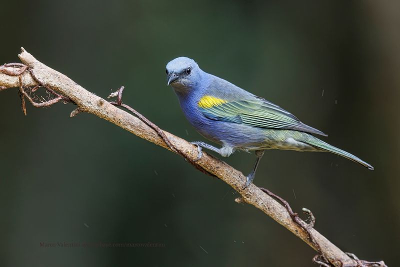 Golden-chevroned Tanager - Thraupis ornata
