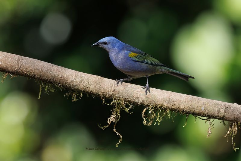 Golden-chevroned Tanager - Thraupis ornata