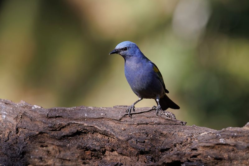 Golden-chevroned Tanager - Thraupis ornata